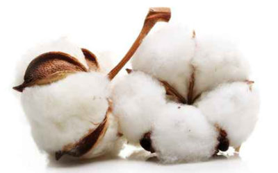 GMO ANALYSIS NOW POSSIBLE IN TEXTILE FINISHED PRODUCTS