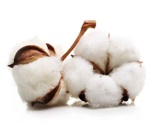 Optimum performance in laboratory comparative testing of cotton